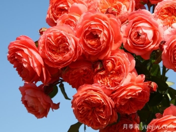 夏日花火月季