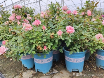 夏季月季花能不能暴晒?