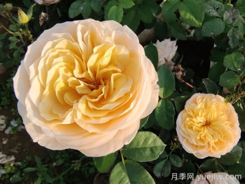 10种最值得种的切花月季