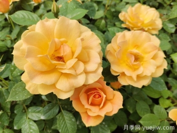 黄月季哪个品种最好养勤花？
