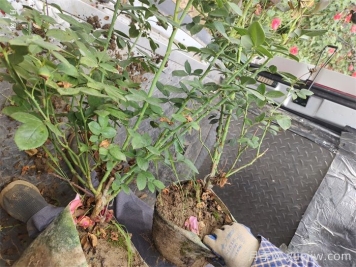 月季花盆栽的品种选择和修剪要点