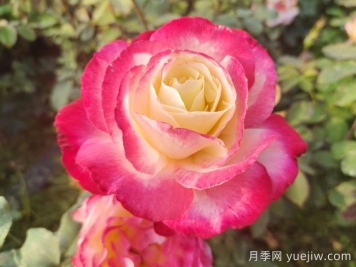 红黄相间的月季品种有哪些