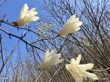 7种常见玉兰花的分辨