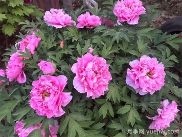 植物百科：牡丹与芍药的区别