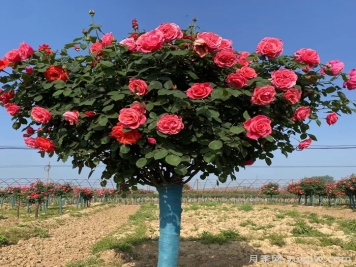 树状月季一年开几次花？