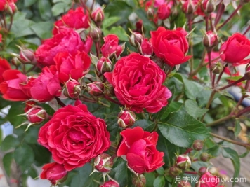 如何修剪月季延长花期？