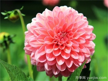 植物介绍：大丽花