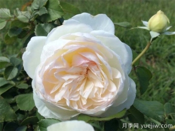 波莱罗月季的优缺点是什么？