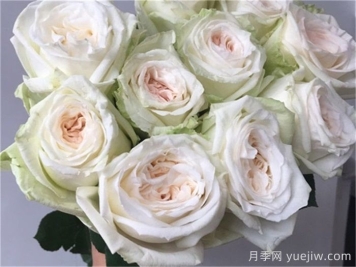 白哈娜月季的优缺点是什么？