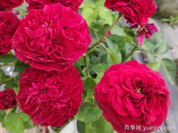 南阳藤本月季的常见病虫害及防治方法