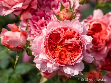 朱砂碗月季