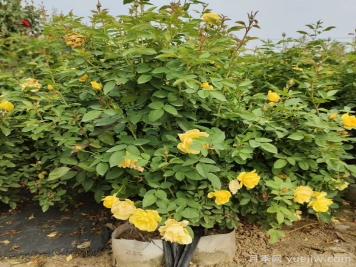 一开花就垂头，这类月季怎么调教？