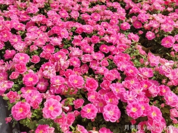 花苞透色和月季花期需要施肥吗？