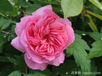 狮子慈善月季