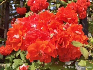 橘红火焰月季/橘色火焰/橘红色火焰