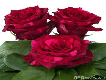 红色豹子月季/红豹子