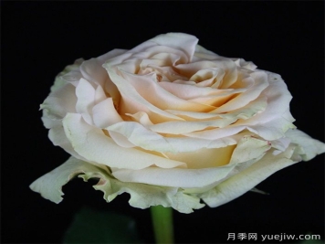 戈比月季