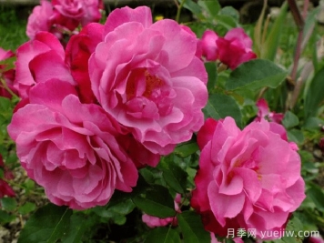苏菲的永恒月季/索菲的长青