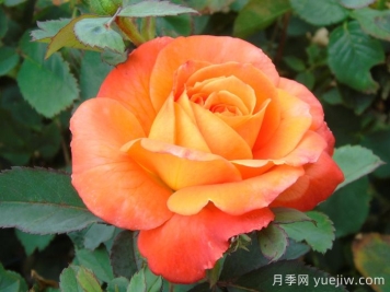 无畏月季/勇敢