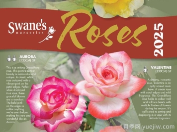 月季育种家：澳大利亚Swane's Nurseries(斯旺月季苗圃)