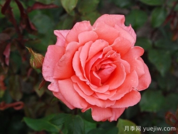 和声月季/和谐/管弦乐队