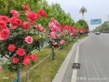 树状月季的种植管理及养护技巧