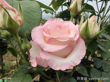 朱米莉亚月季/艾莎月季/爱莎玫瑰
