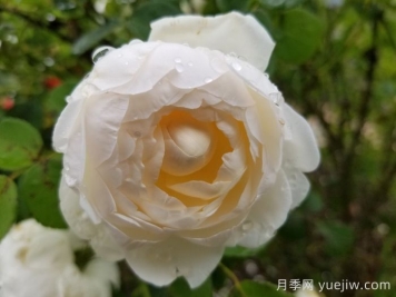 格拉姆斯城堡月季