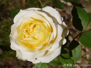 无限永远月季/英菲尼迪