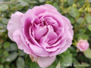 蓝色风暴月季/暗恋的心