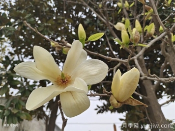 黄玉兰