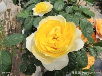 黄果汁月季/黄色果汁阳台/柠檬果汁