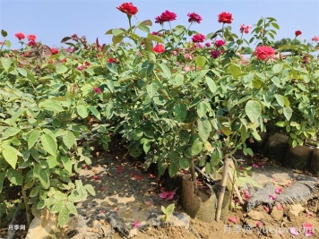 月季花的浇水方法