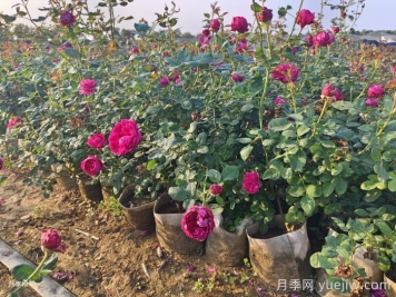 刚移栽的月季怎么浇水？
