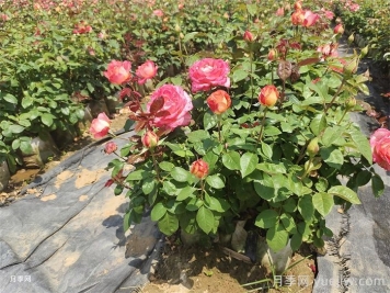 月季苗如何养长得快？记着这5点