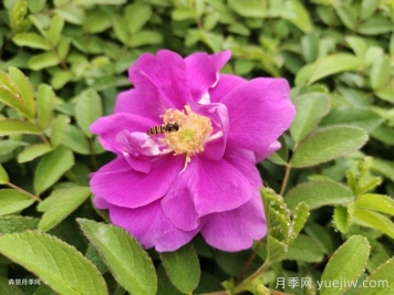 四季玫瑰盆栽苗特点和批发价格