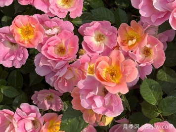 西子烟雨月季