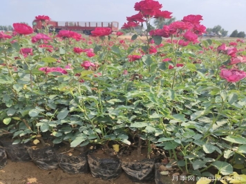 月季苗什么时候移栽好？夏天能买月季苗么？
