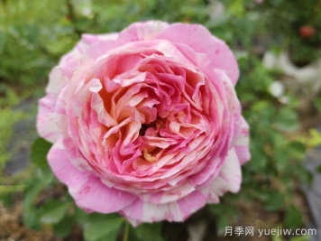推荐6款条纹月季品种，别致美丽吸引眼球