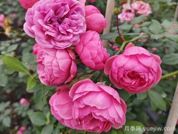 月季花头上长好多虫要剪掉吗？