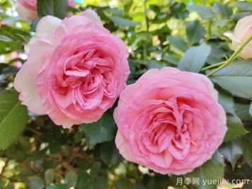 月季枯萎了还能活过来吗？月季花垂头了怎么补救？