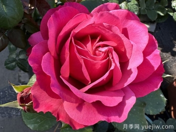 艳妆月季