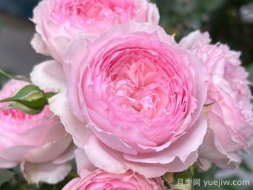 溶溶月月季