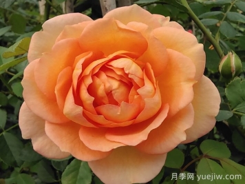 夏洛特夫人月季介绍及优缺点​