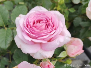 粉黛月季