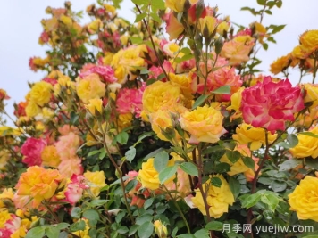 藤彩虹月季一年开几次花？复花快吗？