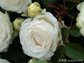 云梦月季