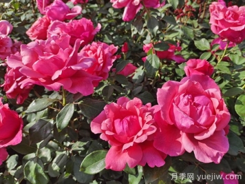 月季花：此花无日不春风