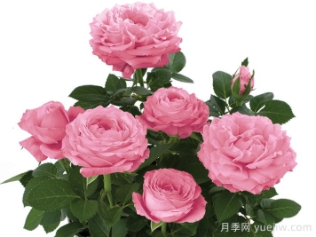 无限粉红月季/粉色无限月季