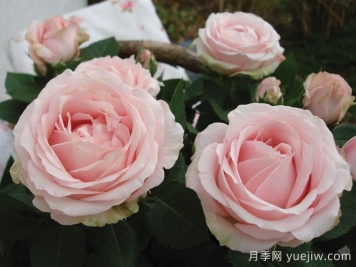 无限公主月季